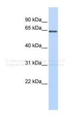 ARP43556_P050 - Amine Oxidase B / MAOB