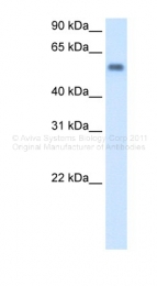 ARP43557_P050 - Amine Oxidase B / MAOB
