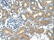 ARP43572_P050 - Alcohol dehydrogenase 4 / ADH4