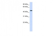 ARP43586_P050 - RXR-alpha / RXRA