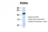 ARP43586_P050 - RXR-alpha / RXRA