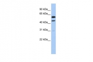 ARP43600_P050 - Cyclin B1