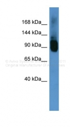ARP43631_P050 - ABCF1