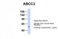 ARP43645_P050 - ABCC3 / CMOAT2 / MRP3