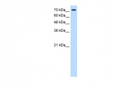 ARP43649_T100 - CD338 / ABCG2 / BCRP1