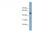 ARP43951_P050 - GLUT8 / SLC2A8