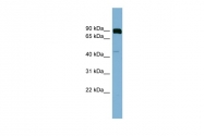 ARP44201_P050 - Presenilin-1