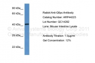 ARP44223_P050 - Glucose-6-phosphatase / G6PC