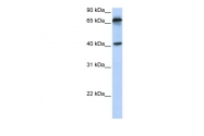 ARP44246_P050 - MICA
