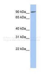 ARP44255_P050 - P protein