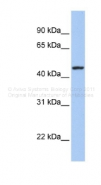ARP44260_P050 - Tetraspanin-23 (TSPAN23)