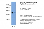 ARP44268_T100 - TGFBI / BIGH3