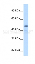 ARP44300_T100 - Fibrinogen gamma chain