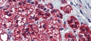 ARP44317_P050 - Hepatocyte growth factor / HGF