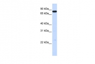 ARP44317_P050 - Hepatocyte growth factor / HGF