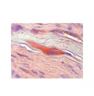 ARP44330_P050 - M-CSF / CSF-1