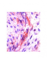 ARP44331_P050 - M-CSF / CSF-1