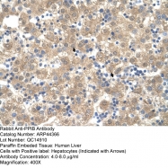 ARP44366_T100 - Cyclophilin B