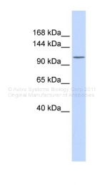 ARP44390_P050 - ATP2B3 / PMCA3