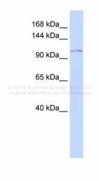 ARP44391_P050 - ATP2B3 / PMCA3