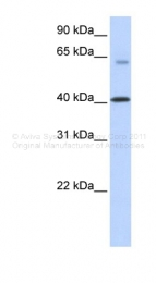ARP44468_P050 - TMEM195