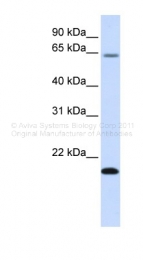 ARP44484_P050 - FAM19A3