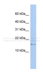 ARP44552_P050 - CISD2
