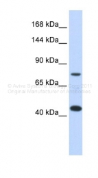 ARP44723_P050 - APOER2 / LRP8