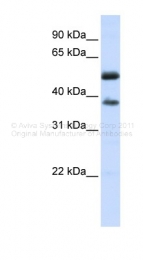 ARP44738_P050 - LRRC24
