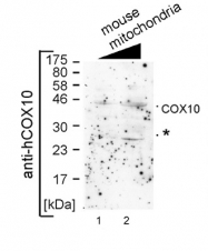 ARP45079_P050 - COX10