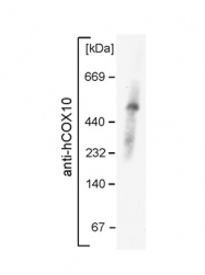 ARP45079_P050 - COX10