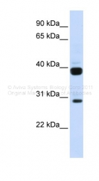 ARP45110_P050 - Flt3 ligand