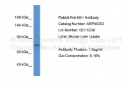 ARP45253_P050 - ITIH1 / IGHEP1