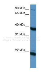 ARP45356_P050 - Pleiotrophin / PTN