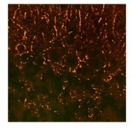 ARP45435_P050 - Synaptophysin / SYP