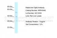 ARP45448_P050 - TGF-beta-3 (TGFB3)