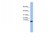 ARP45465_P050 - VIP peptides