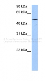 ARP45602_P050 - Estrogen-related receptor gamma
