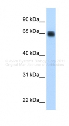 ARP45680_P050 - Kininogen-1