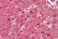 ARP45724_P050 - Macrophage stimulatory protein