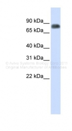 ARP45724_P050 - Macrophage stimulatory protein