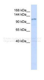 ARP45738_P050 - DAG kinase eta / DGKH