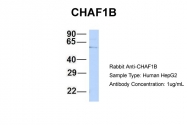 ARP45826_P050 - CAF-1 subunit B
