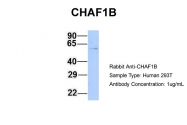 ARP45826_P050 - CAF-1 subunit B