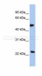 ARP45855_P050 - POFUT2