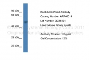 ARP46014_P050 - DNA primase small subunit