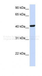 ARP46047_P050 - SCAP1 / SKAP55