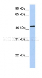 ARP46049_P050 - PAICS / ADE2