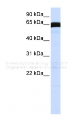 ARP46120_P050 - PLK1