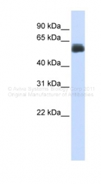 ARP46271_P050 - CEP55